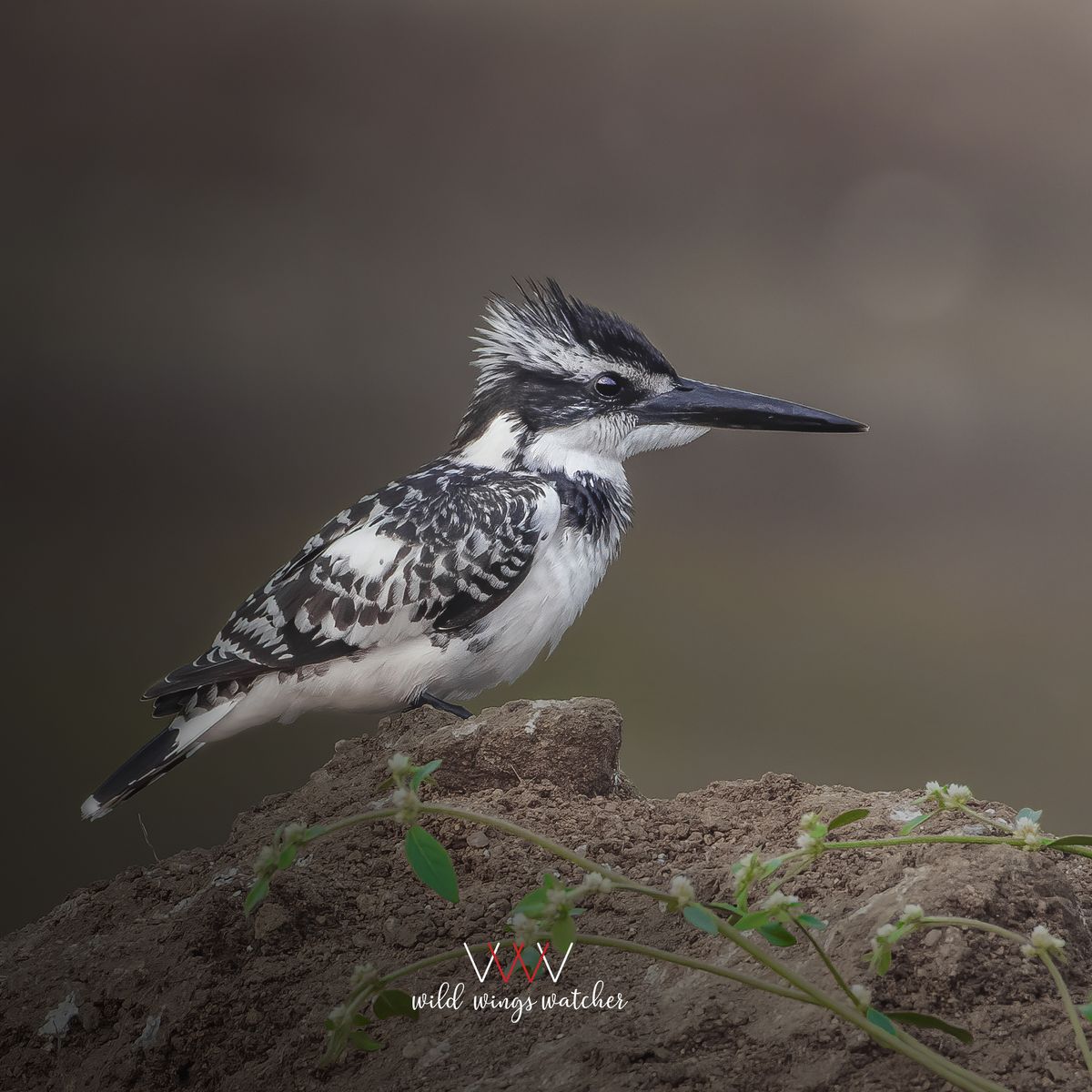 Pied Kingfisher look 001